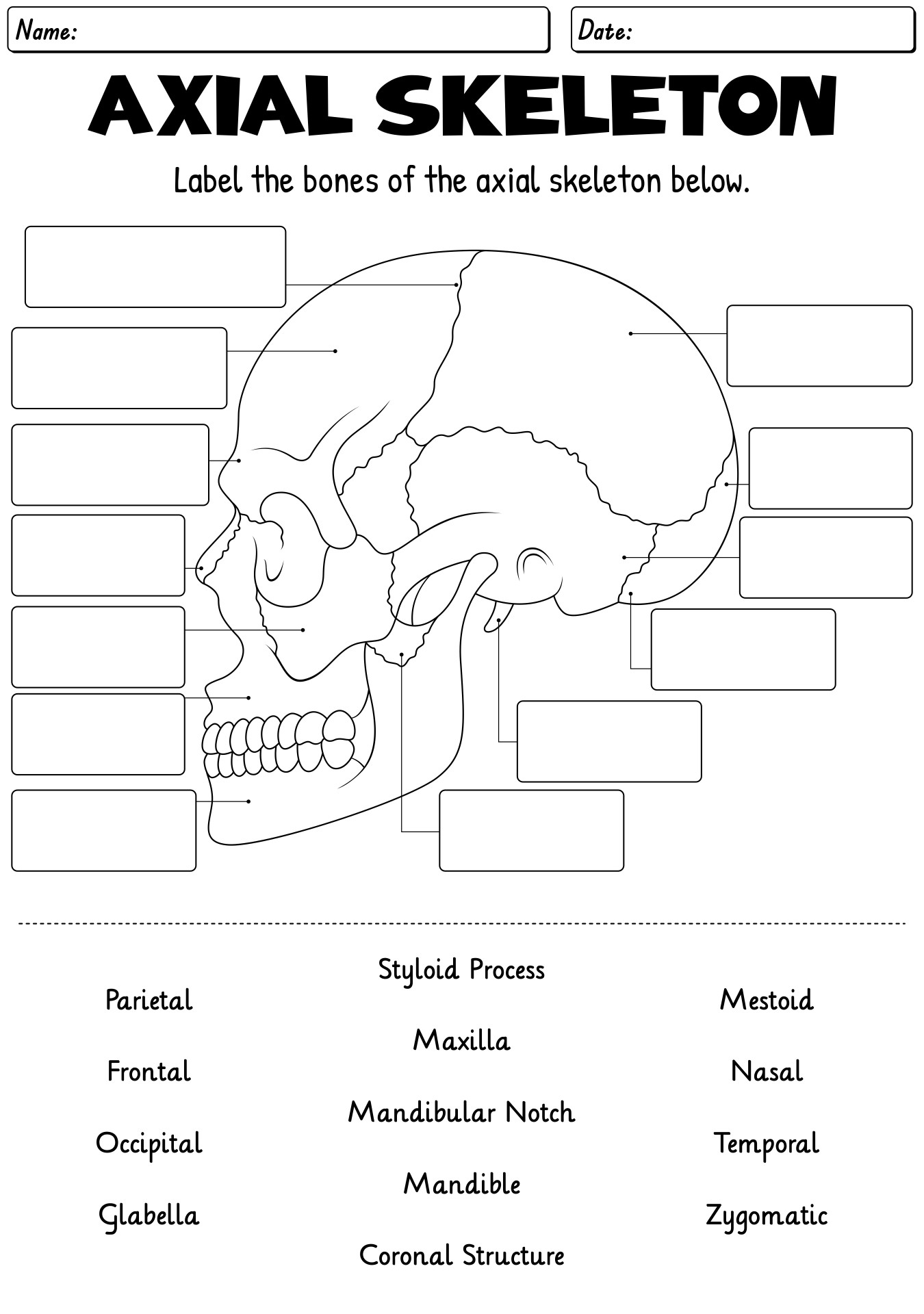 Axial Skeleton Blank Worksheet Printable