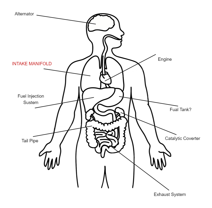 Blank Human Body Diagram EdrawMax EdrawMax Templates