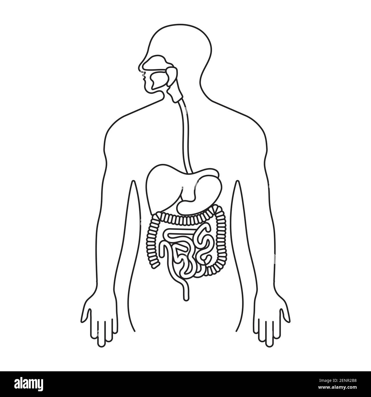 Blank Printable Digestive System Diagram