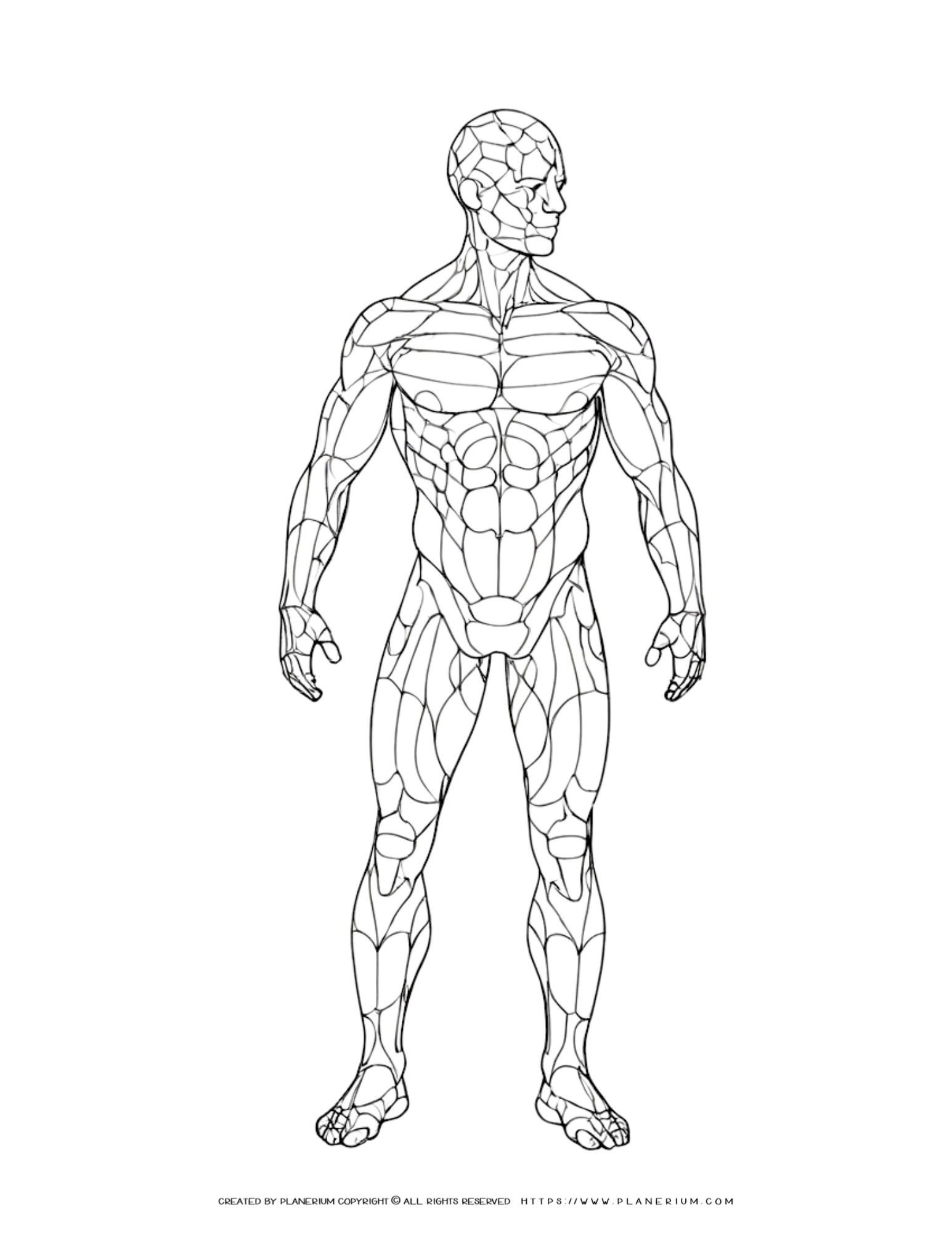 Engage Students With Male Anatomy Template Printable