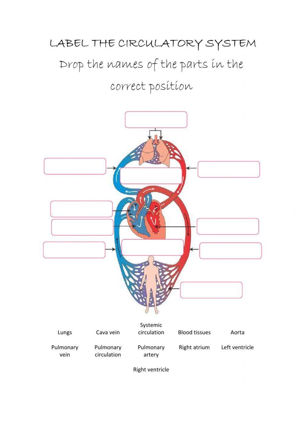 Printable Circulatory System Diagram Blank