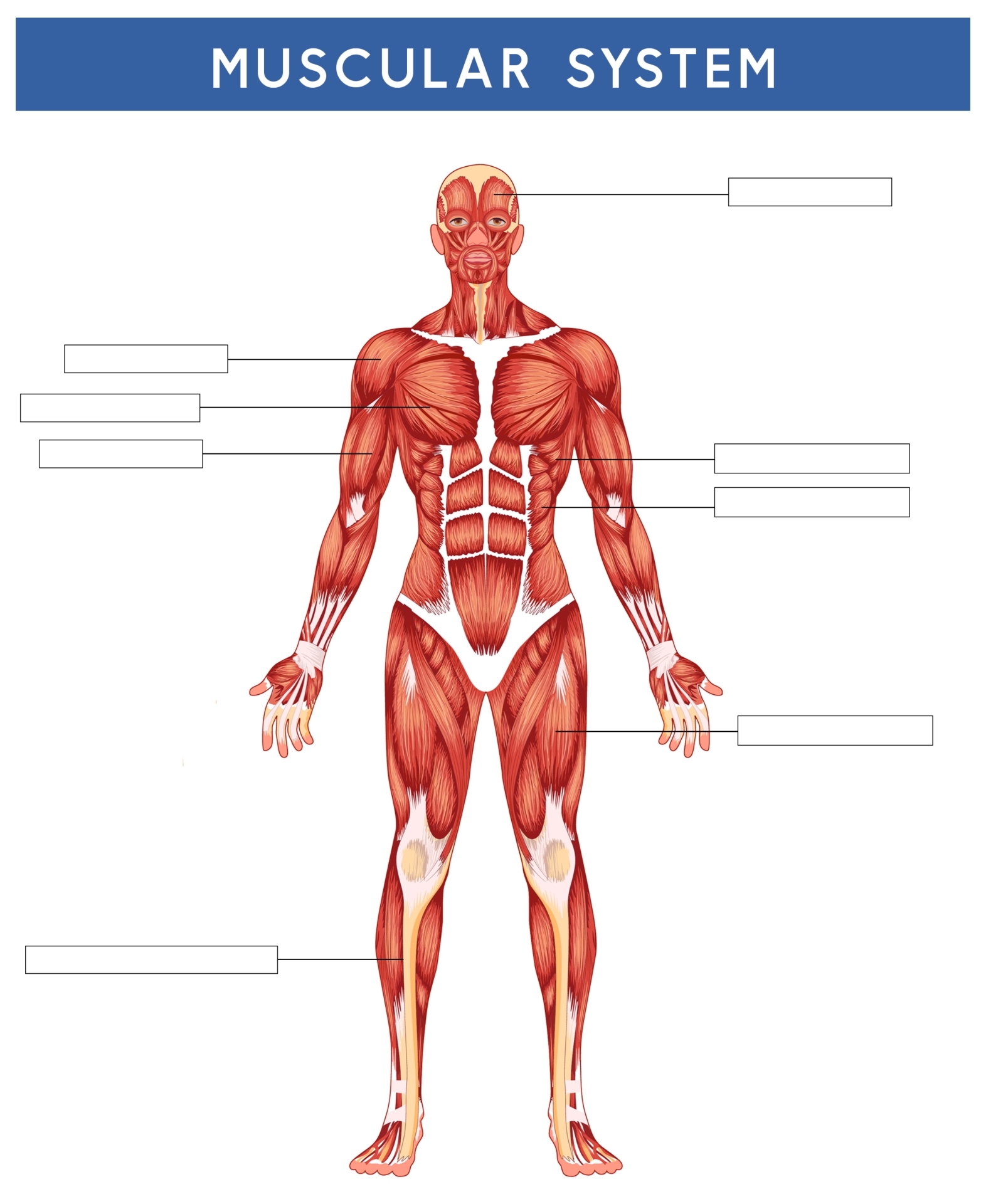 Worksheet Printable Blank Muscle Diagram