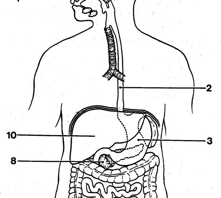 Http anatomybodyblog images 3102 blank digestive system diagram gif