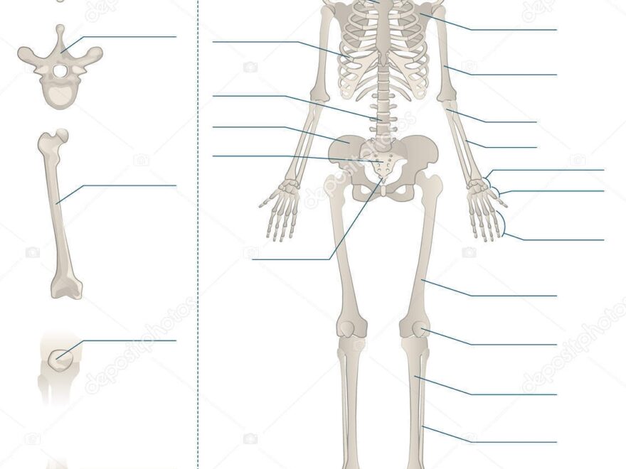 Human Skeleton Worksheet Vector Illustration Blank Educational Bone Scheme Stock Vector By VectorMine 301019356