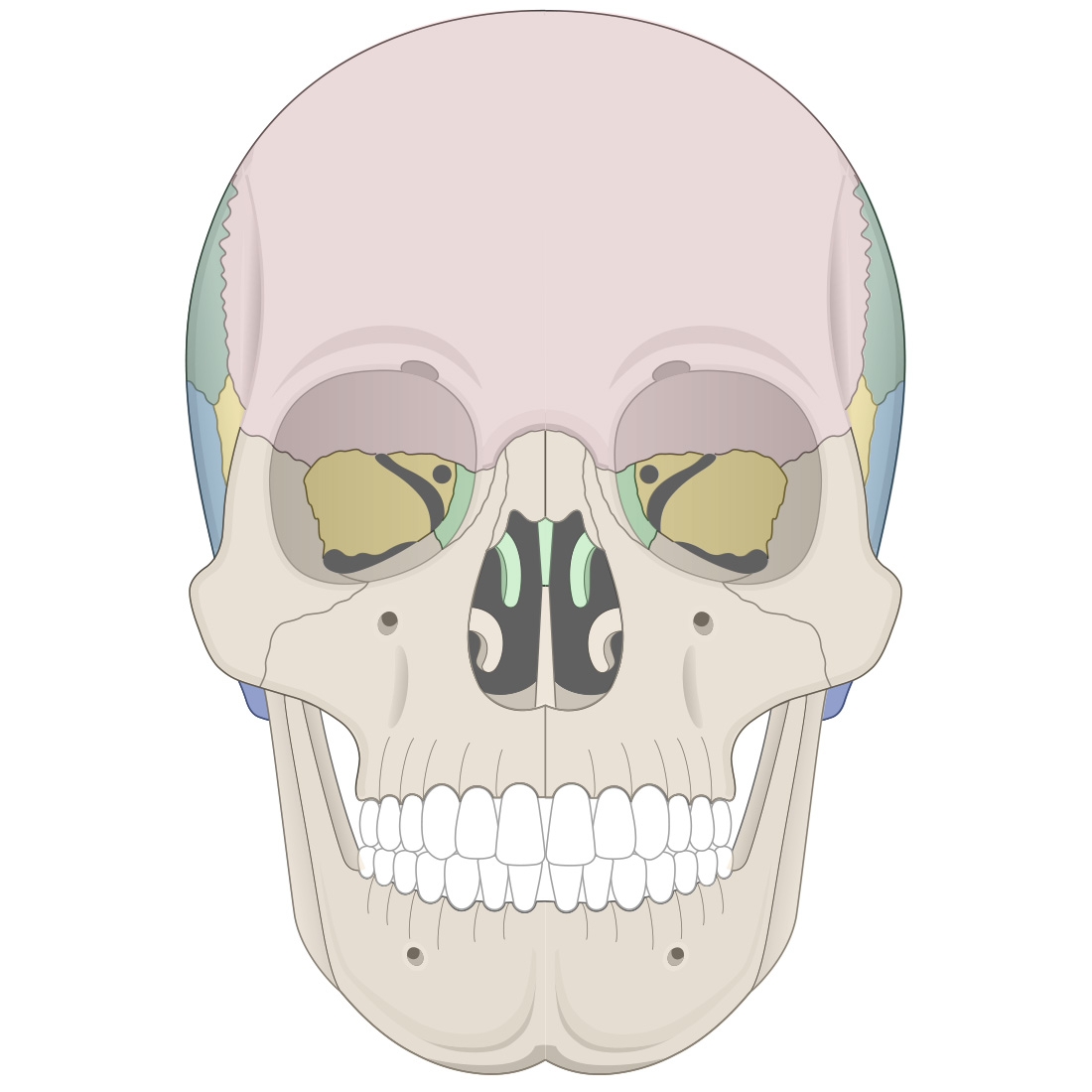 Human Skull Anatomy Anterior View Illustrations Human Bio Media