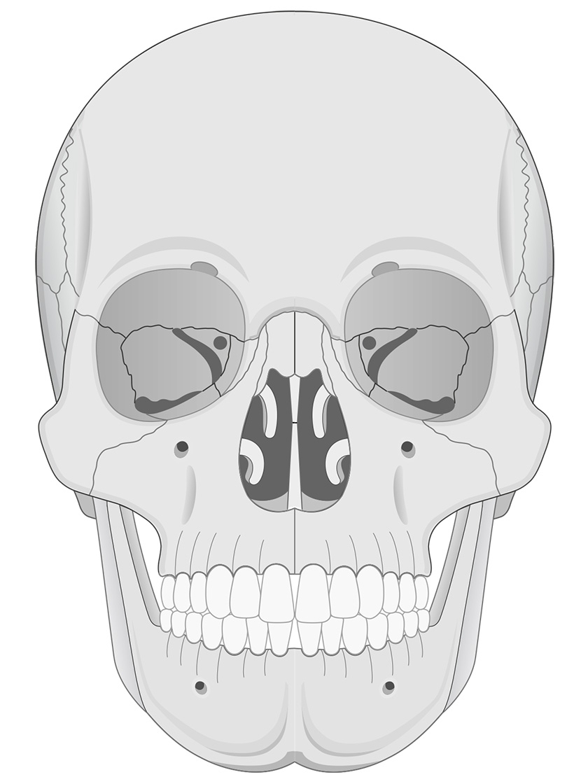 Human Skull Anatomy Anterior View Illustrations Human Bio Media