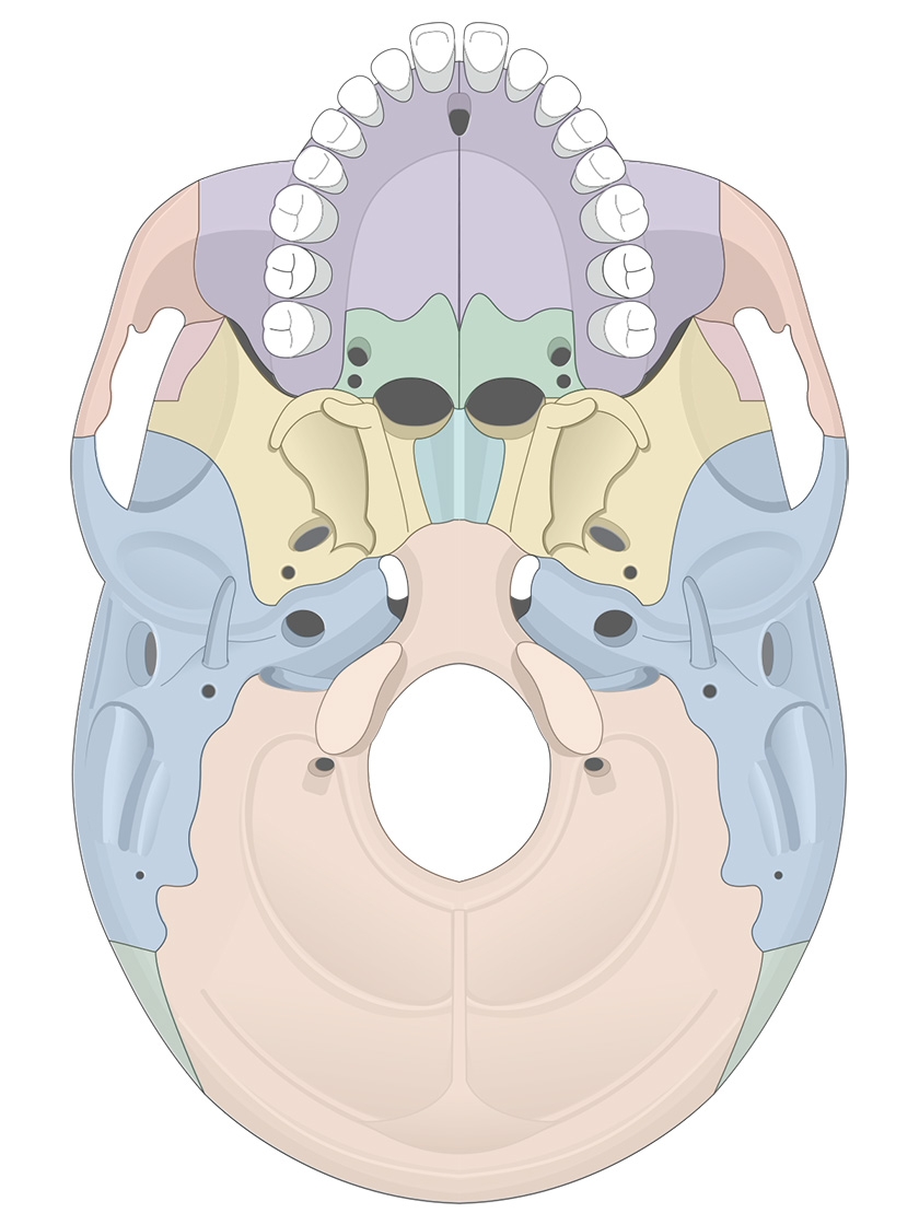 Unlabelled Printable Blank Skull Diagram