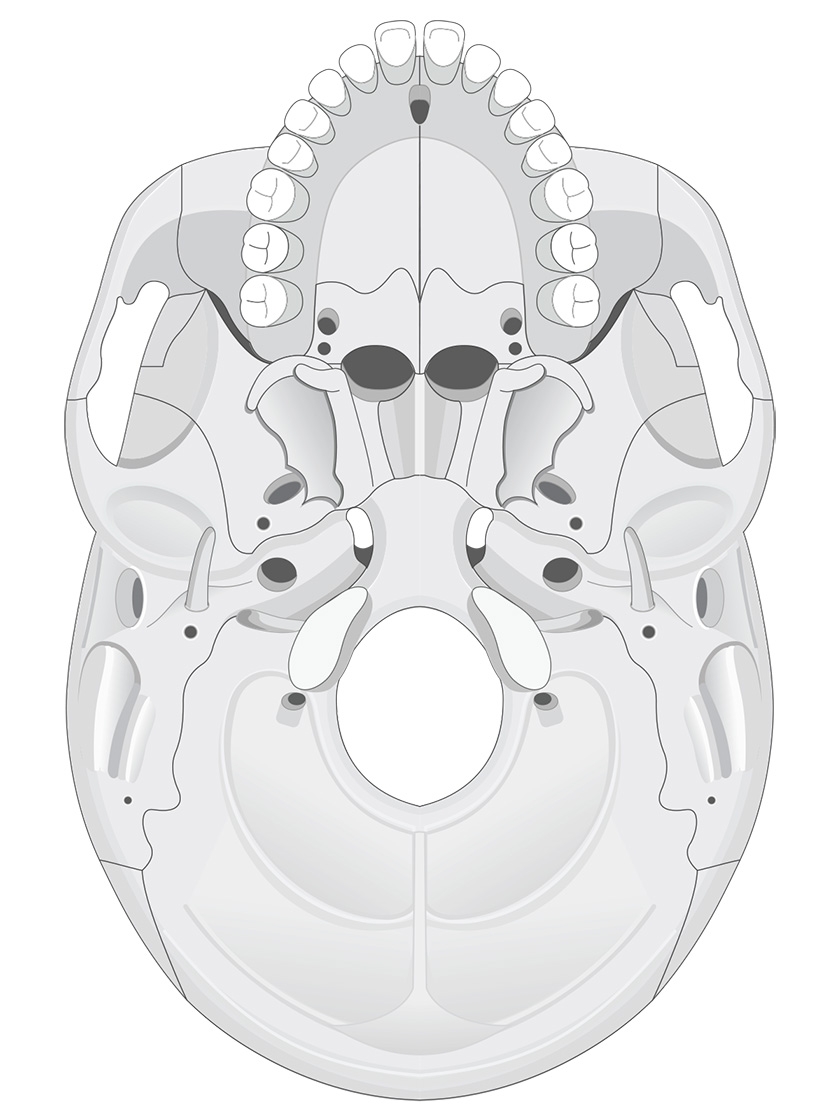Human Skull Anatomy Inferior View Illustrations Human Bio Media