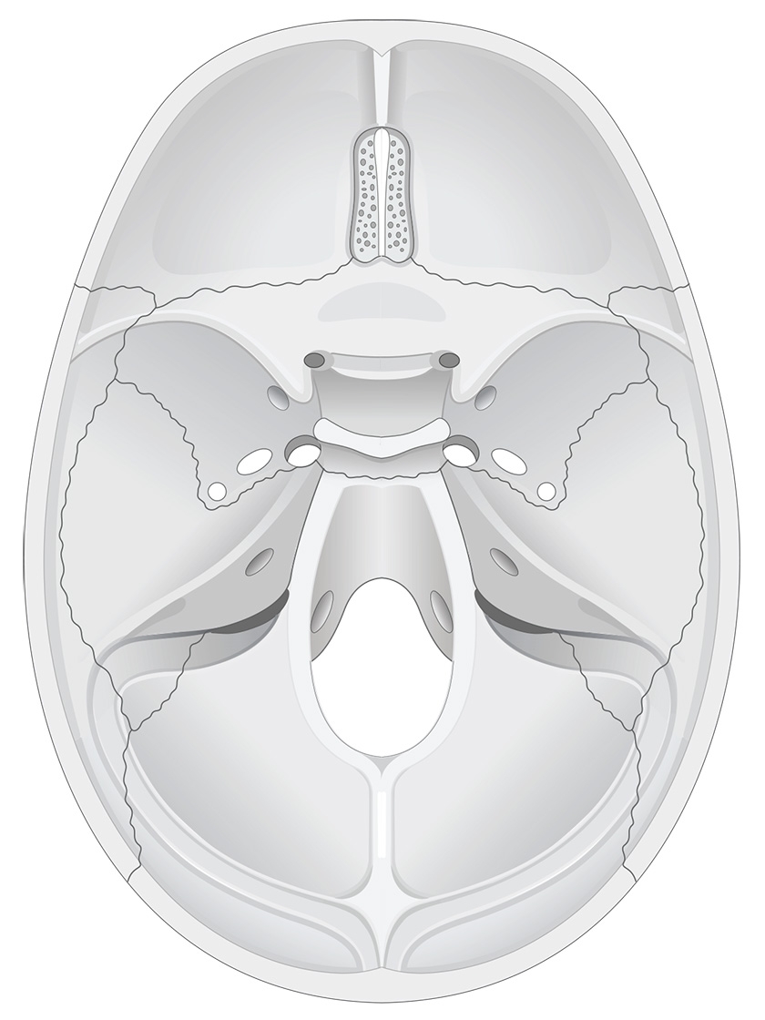 Human Skull Anatomy Superior View Illustrations Human Bio Media