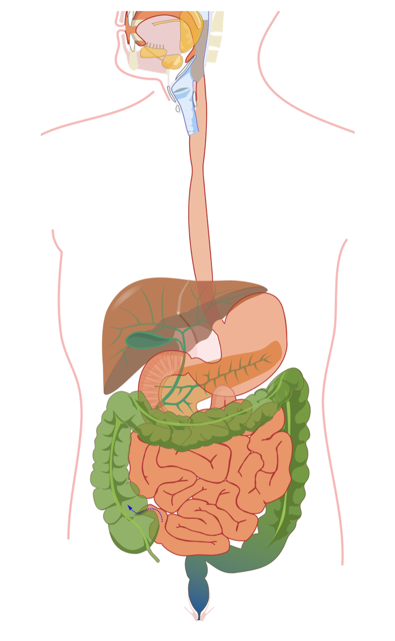 Label The Human Digestive System Science Learning Hub