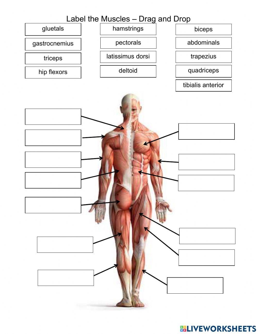 Label The Muscles Drag And Drop Worksheet Live Worksheets Worksheets Library