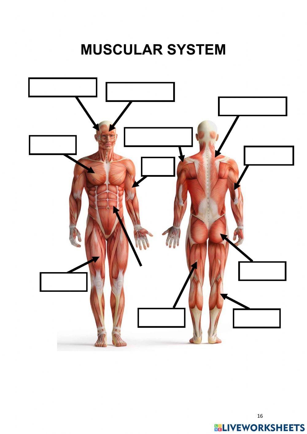 Label The Muscles Worksheet Live Worksheets Worksheets Library