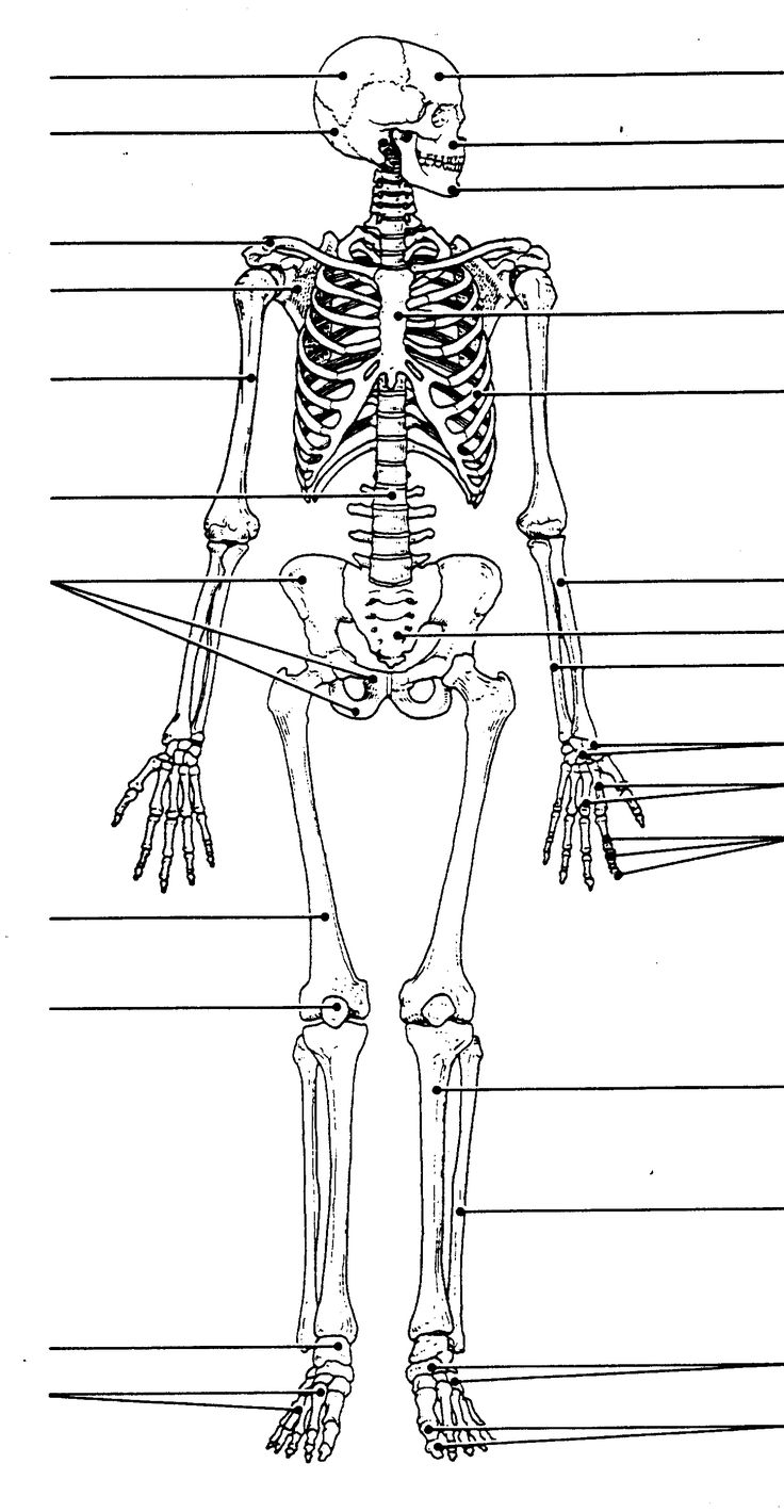 Labeled Human Skull Diagram Printable