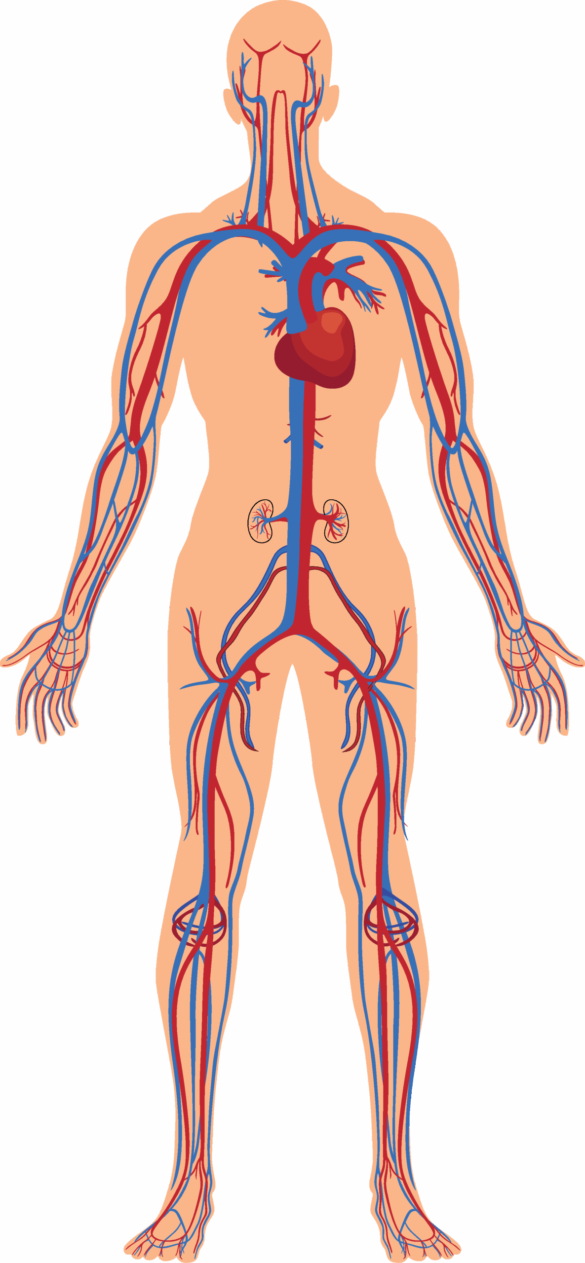 Lesson The Circulatory System In Humans Plan KS2 Science Oak National Academy