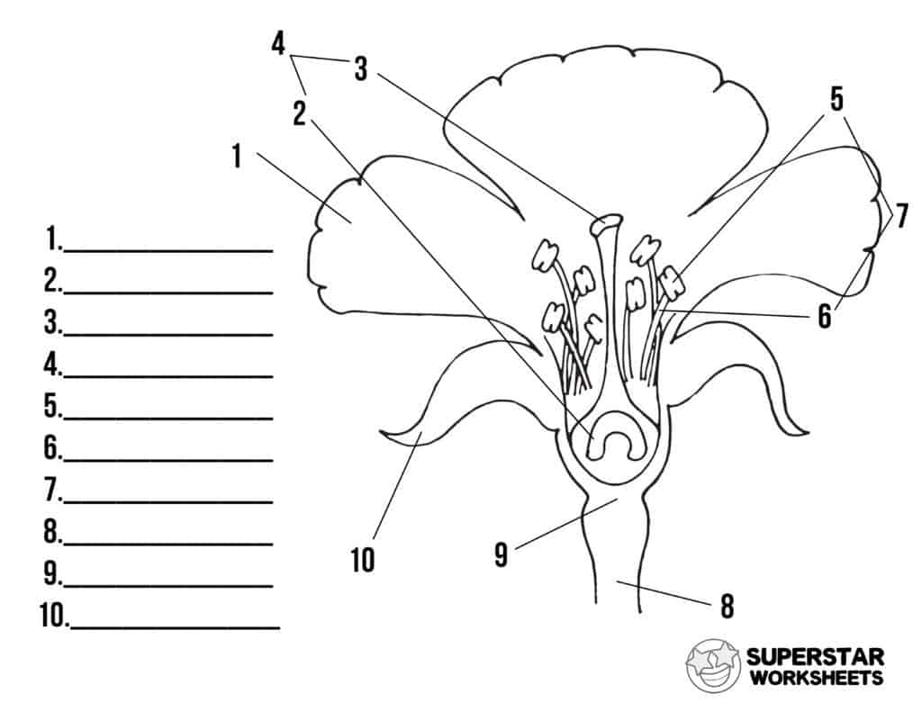 Parts Of A Flower Worksheets Superstar Worksheets