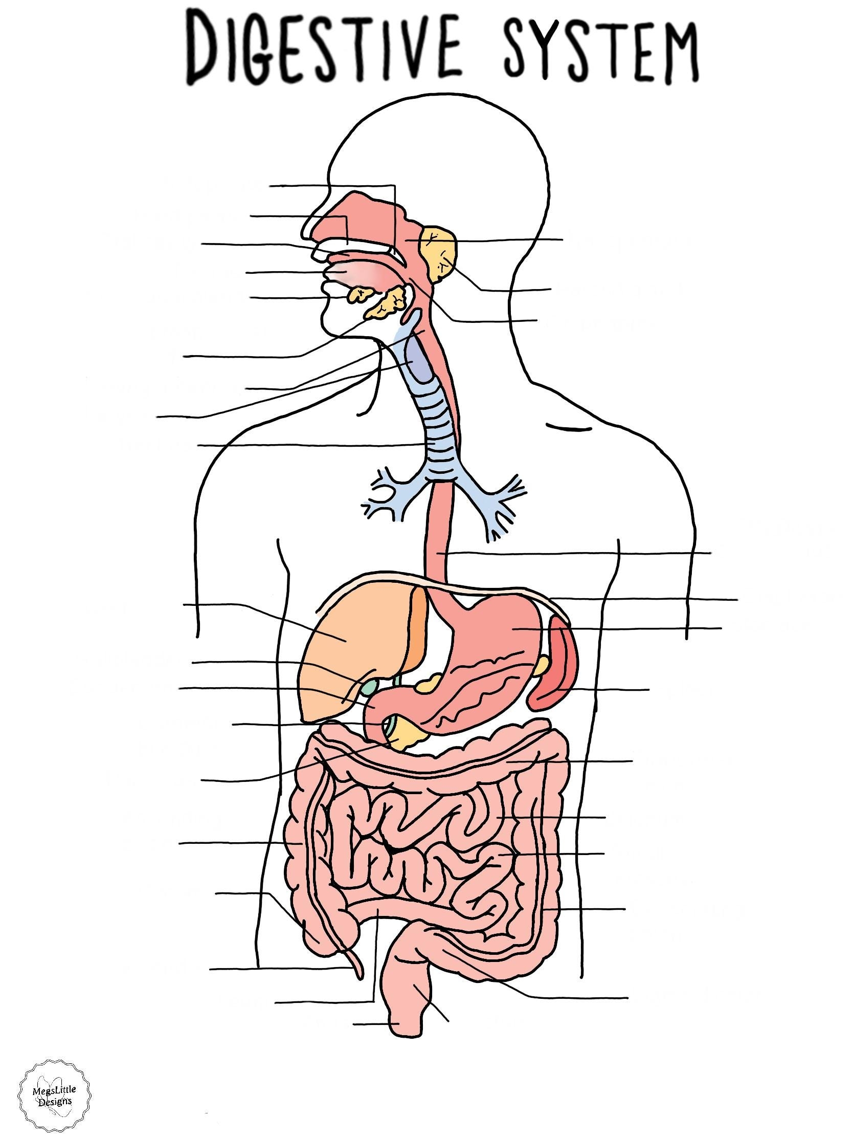 The Digestive System UNLABELLED Etsy