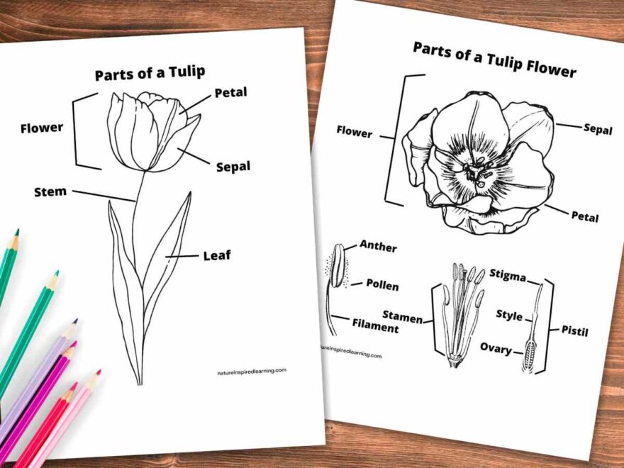 Tulip Exploration With Printables Nature Inspired Learning
