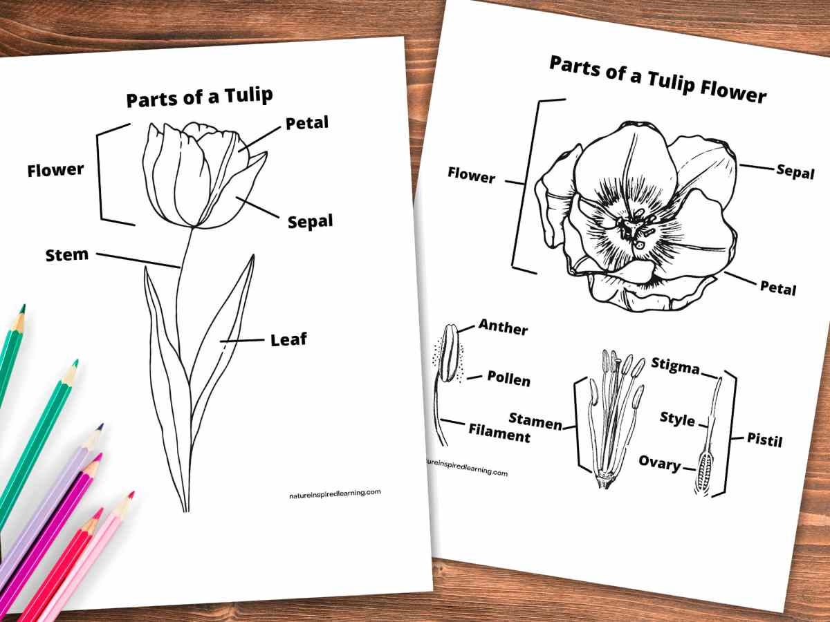 Tulip Exploration With Printables Nature Inspired Learning