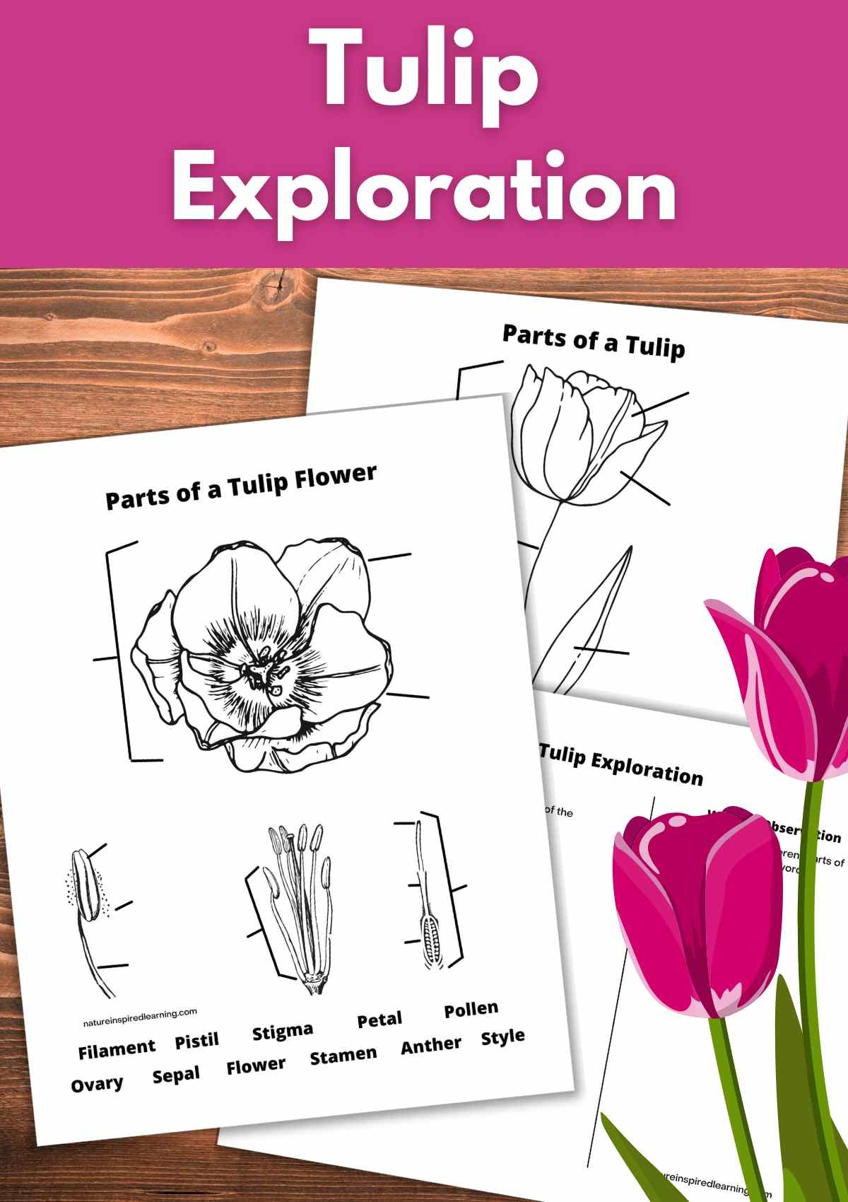 Tulip Exploration With Printables Nature Inspired Learning