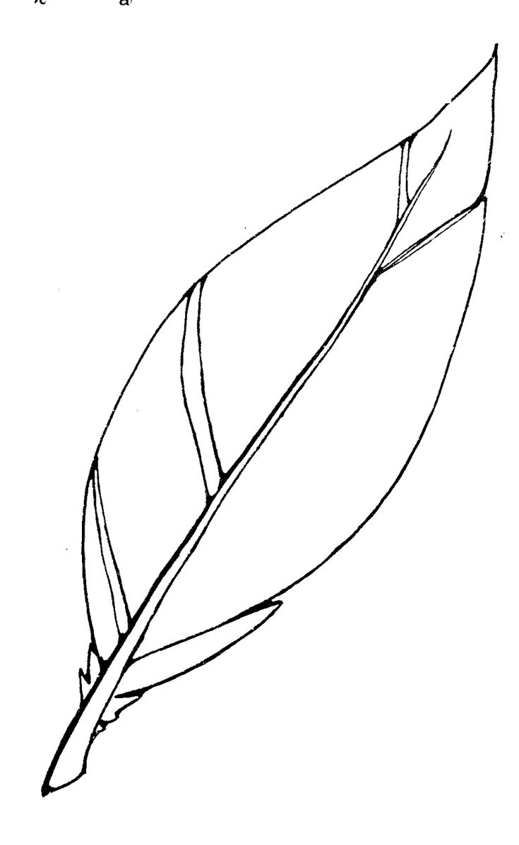 Turkey Feather Clip Art 2