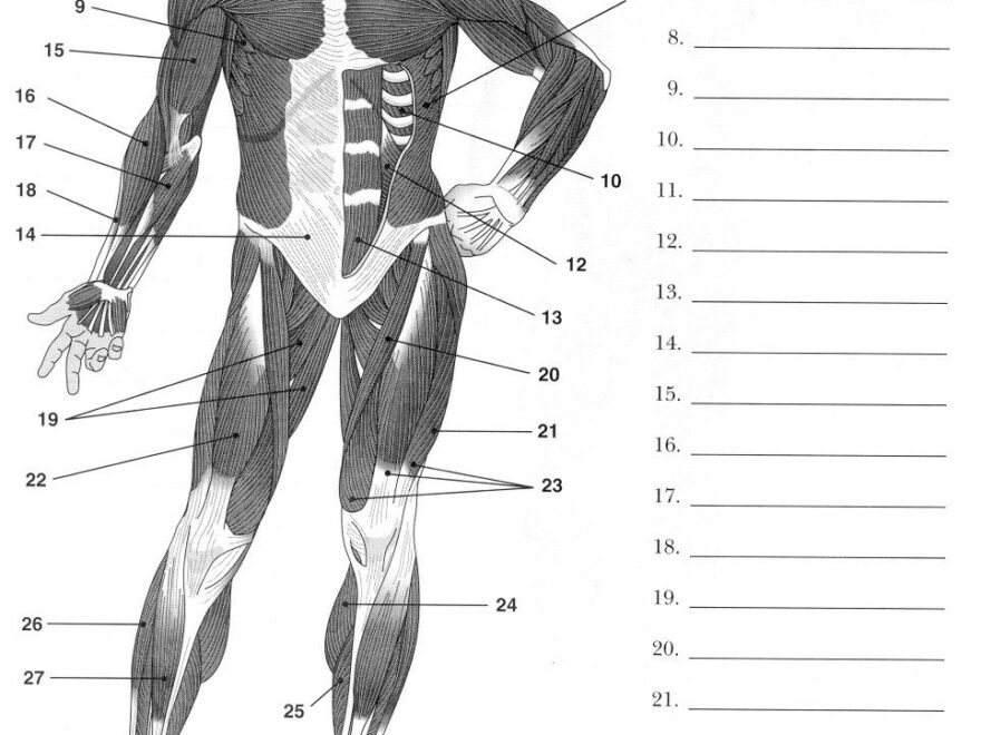 Worksheets Muscle Anatomy 10 Free PDF Printables Printablee