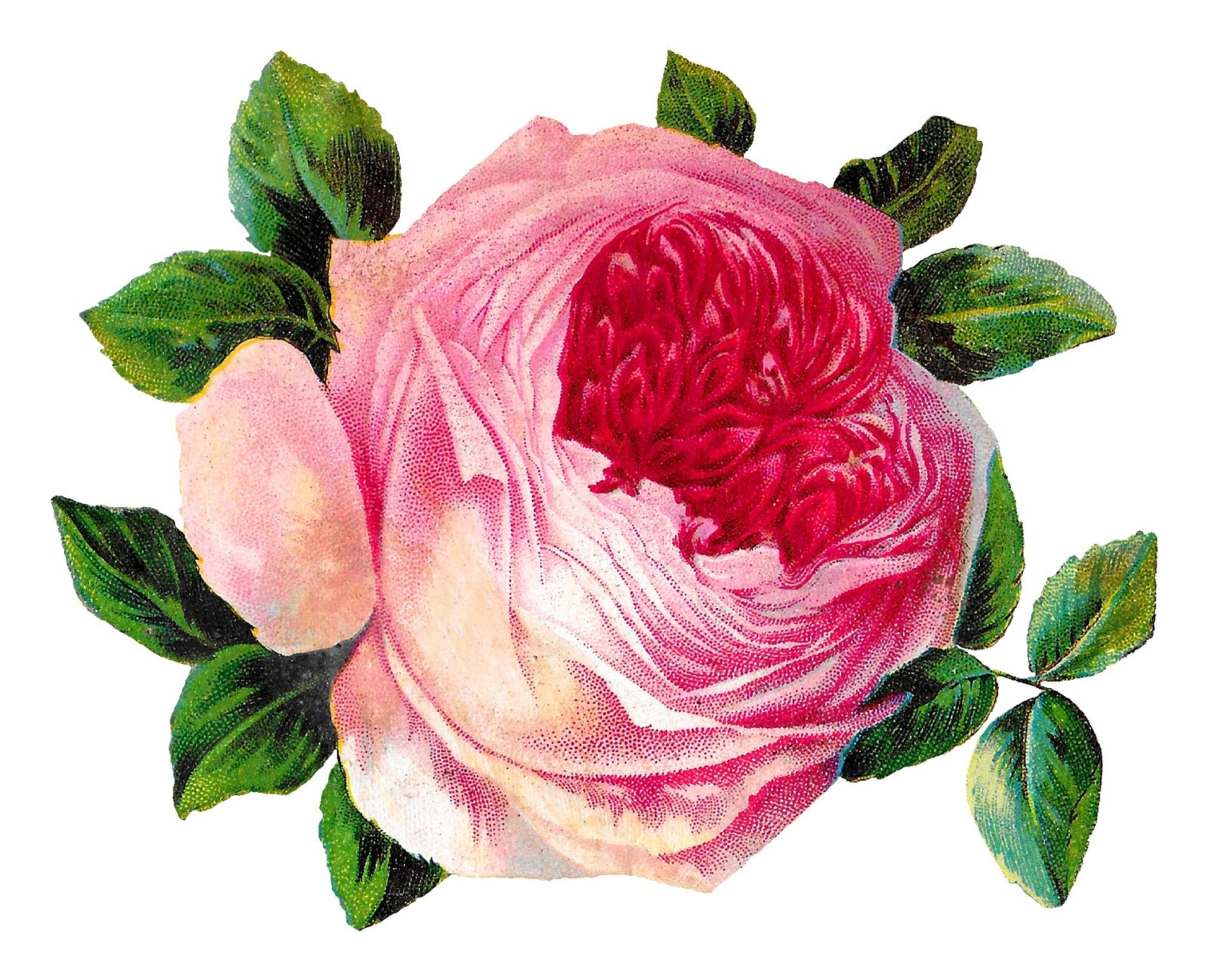 Antique Images Free Pink Shabby Chic Rose Flower Botanical Art Printable Crafting Image