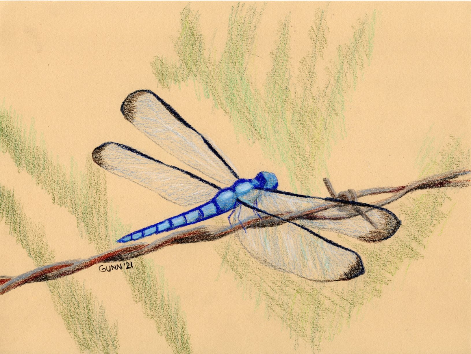 Blue Dragonfly Colored Pencil Drawing KM Gunn Art