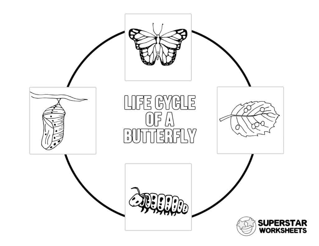 Butterfly Worksheets Superstar Worksheets