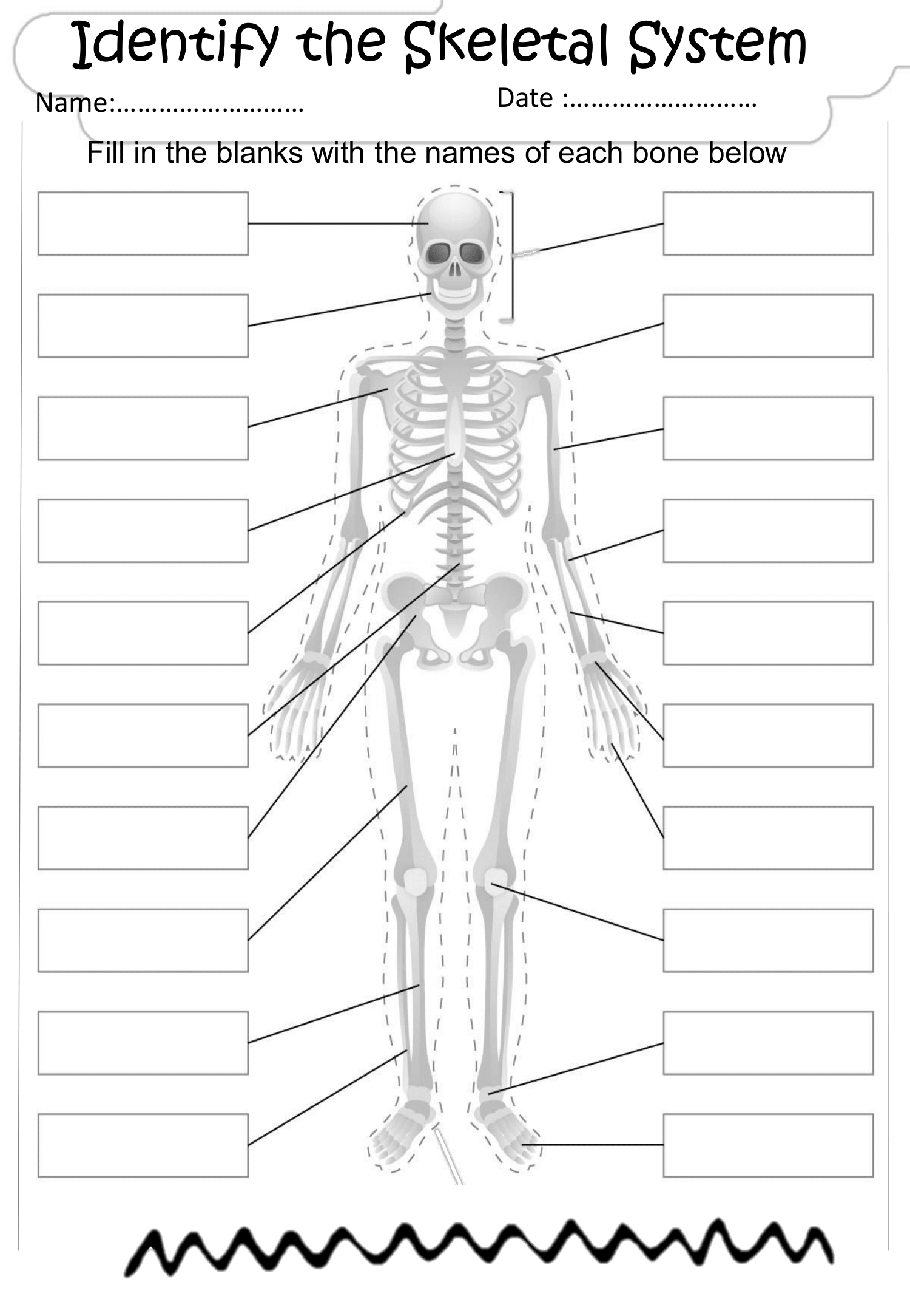 Discovering The Skeletal System A Hands On Learning Template Made By Teachers Discovering The Skeletal System A Hands On Learning Template Made By Teachers