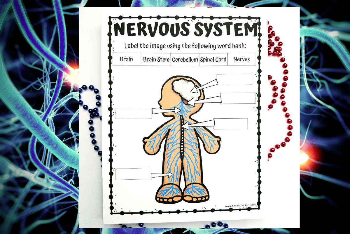 Free Nervous System Labeling Worksheet