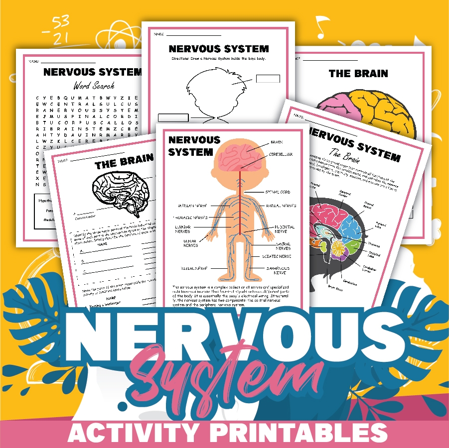 Free Printable Worksheets On The Nervous System