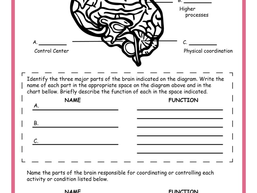 Free Science Worksheets The Nervous System Adanna Dill