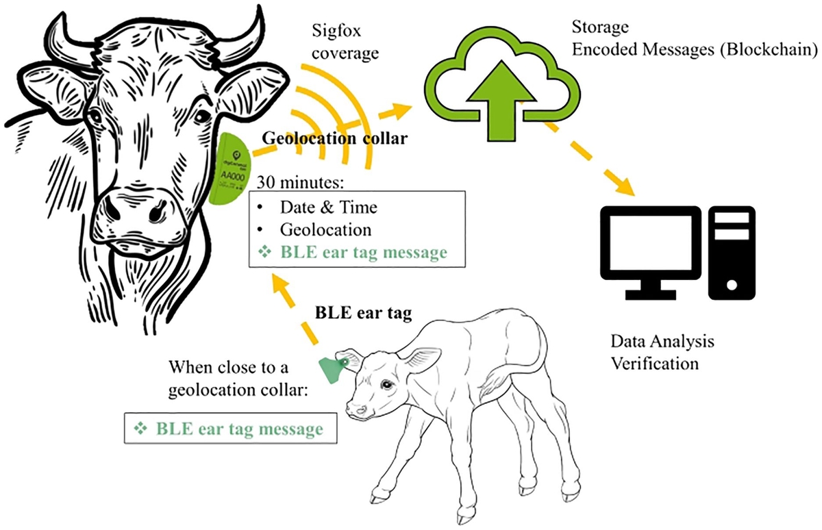 Frontiers Determining Calf Traceability And Cow calf Relationships In Extensive Farming Using Geolocation Collars And BLE Ear Tags Frontiers Determining Calf Traceability And Cow calf Relationships In Extensive Farming Using Geolocation Collars And BLE Ear Tags
