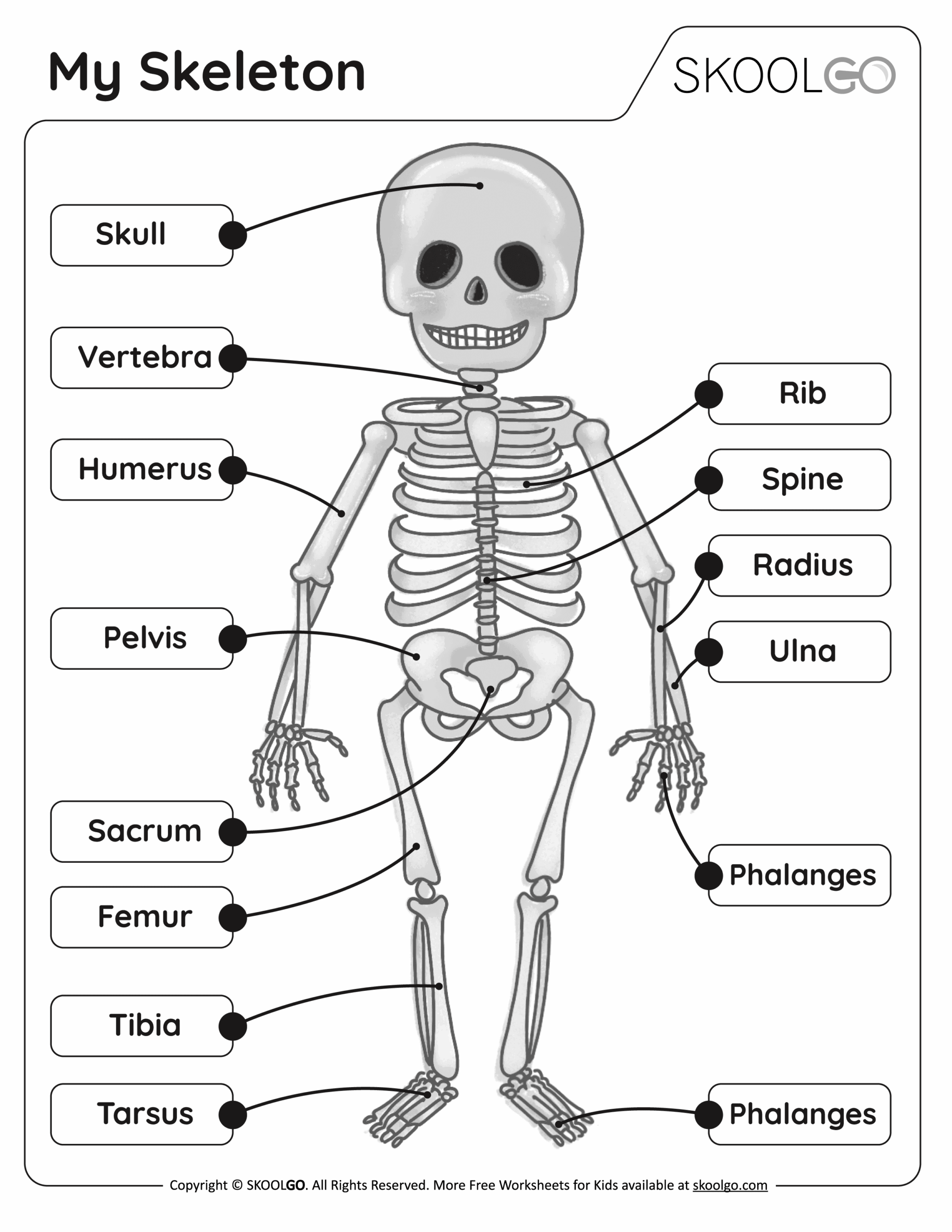 My Skeleton Free Worksheet SKOOLGO My Skeleton Free Worksheet SKOOLGO