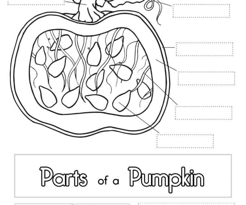 Pumpkin Worksheet Superstar Worksheets