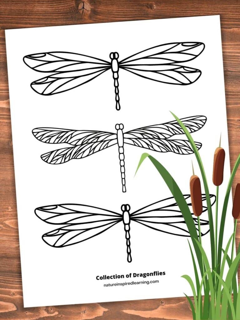 Realistic Dragonfly Coloring Pages Nature Inspired Learning